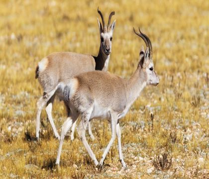 青海西寧+可可西里自然保護區(qū)+察爾汗鹽湖+青海湖+茶卡鹽湖5日4晚私家團